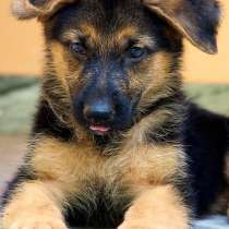 Немецкая овчарка Сургут, в Сургуте