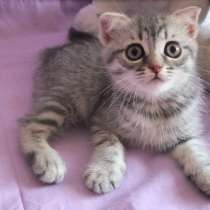 Котенок шотландской вислоухой, в Санкт-Петербурге