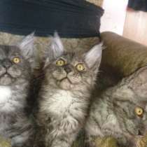 Котята мейкунята ждут родителей, в Ростове-на-Дону