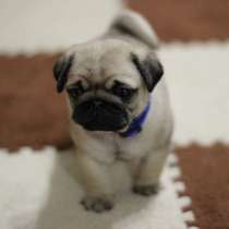 Щенки мопса, в Самаре