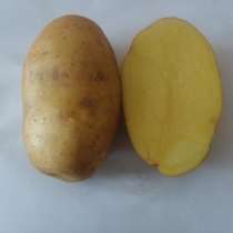 Семенной картофель из Беларуси, в Ростове-на-Дону