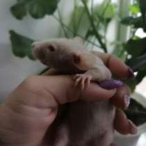 Крысенок велюровый, в Хабаровске