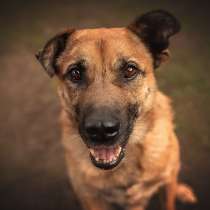 Солнечный Рыжик, пес спасенный с пром. зоны, ищет дом!, в Москве