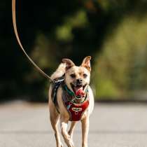 Чихуахуа Чупик в добрые руки, в Москве