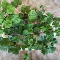 Продам набор из 11 сортов пеларгоний, в Анапе