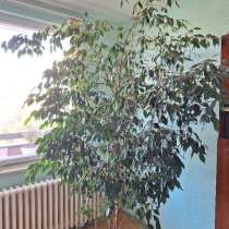 Домашние цветы, в Камышине