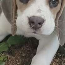 Продам щенка бигуль, в г.Паттайя