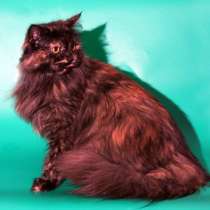 Отдам даром Москва и МО! Мега-пушистая и трех-цветна, в Москве