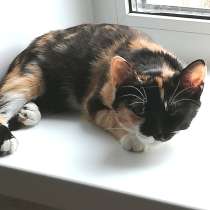 Котенок Миса в добрые руки, в г.Минск