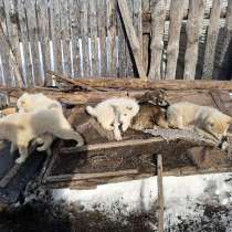 Щенки, в Москве