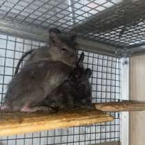 Белочки дегу из питомника, в Москве