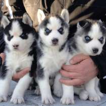 Щенки сибирского хаски - голубоглазые, в Москве