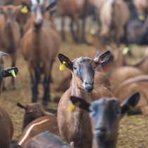 Племенные козы Альпийской пород(Скот из Европы класса Элита), в г.Ереван