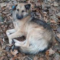 Прошу помогите в Жуковском на ст отдых спит в лесу сабака, в Москве