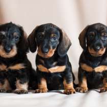 Такса Санкт-Петербург, в Санкт-Петербурге