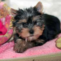 Йоркширский терьер Ярославль, в Ярославле