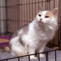 Очаровательная Марика ищет добрых и заботливых хозяев, в Москве