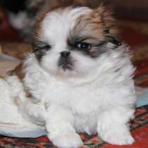 Пекинес Новокуйбышев, в Новокуйбышевске