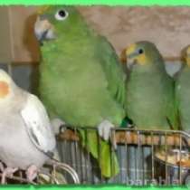 Амазоны разных видов, есть ручные. Москва, в Москве