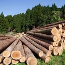 Лес Кругял - Все виды по всей России, в Воронеже