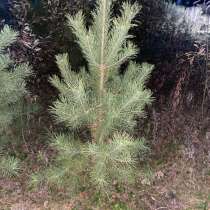 Сосны Крупномеры, в Уфе