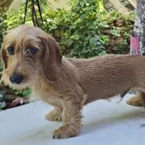 Щенки таксы, в Темрюке