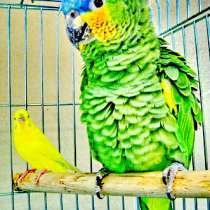 Приму в дар Приму в дар попугайчиков, в Москве