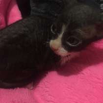 Сфмнкс Байрон, в Волгодонске