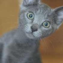 Котята русской голубой кошки, в Санкт-Петербурге