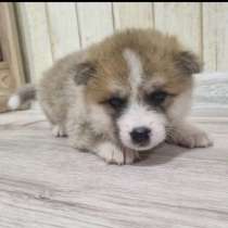 Щенок Акита Ину, в Воронеже