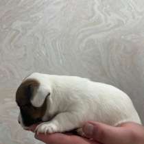 Щенки Джек Рассел терьер, в Москве