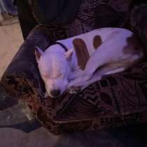 Продам собаку, американский, в Тюмени