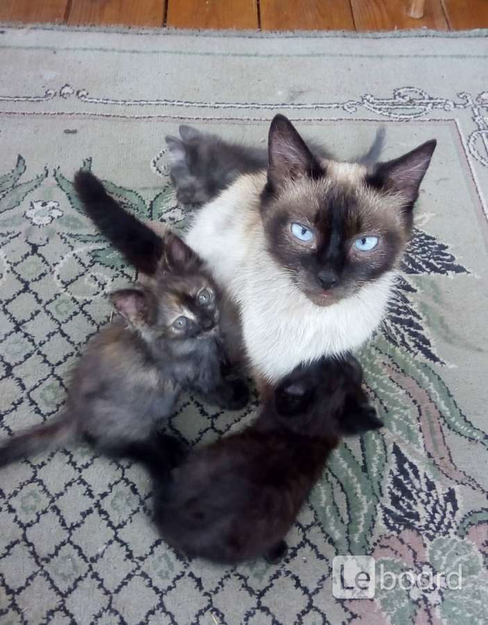 Котята муром. Котята в добрые руки арск. Авито муром животные. Авито муром животные. Авито муром животные.