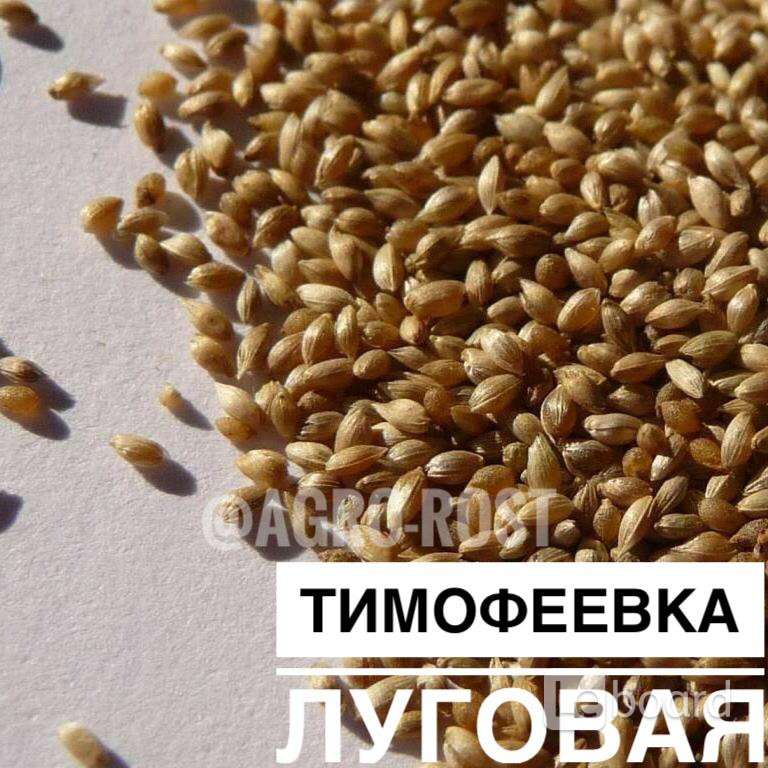 Тимофеевка луговая семена фото