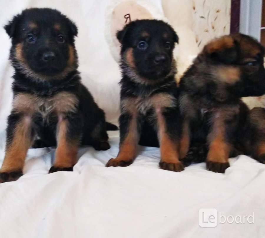 Подрощенная немецкая овчарка. Продаются щенки немецкой овчарки. Разные немецкие овчарки. Показать щенков. Немецкая овчарка щенок 1 месяц короткошерстная.